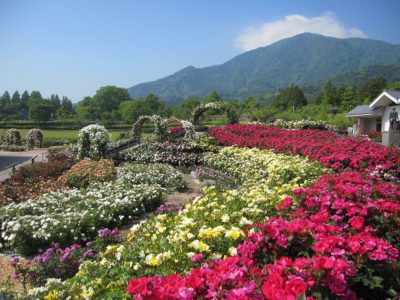 春から夏にかけての様子