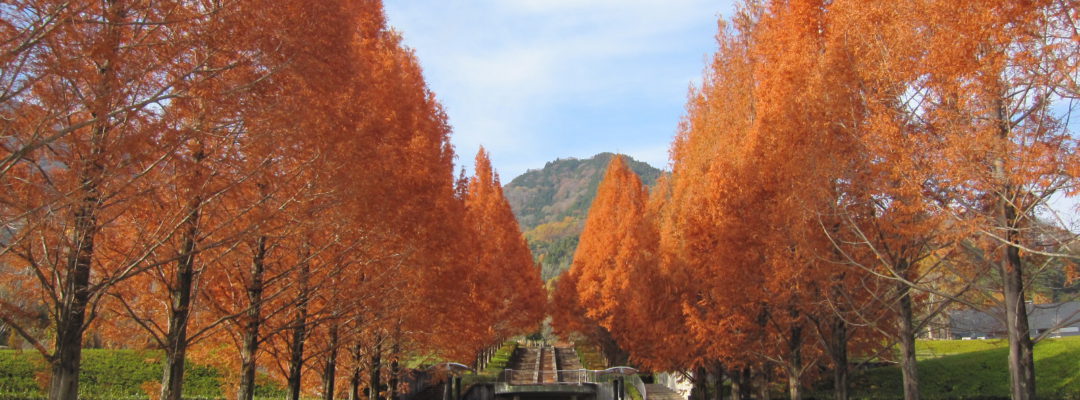 メタセコイア並木紅葉