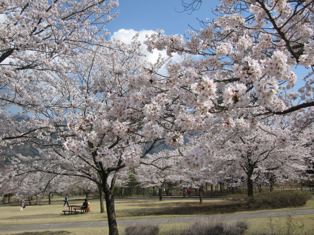 桜満開