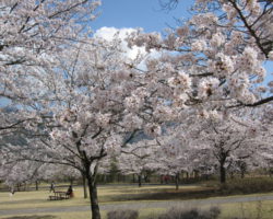 桜満開