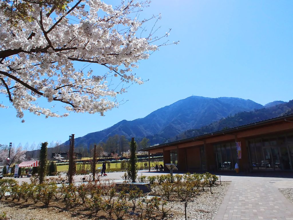 青空と桜