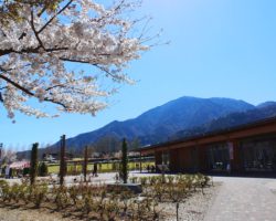 青空と桜