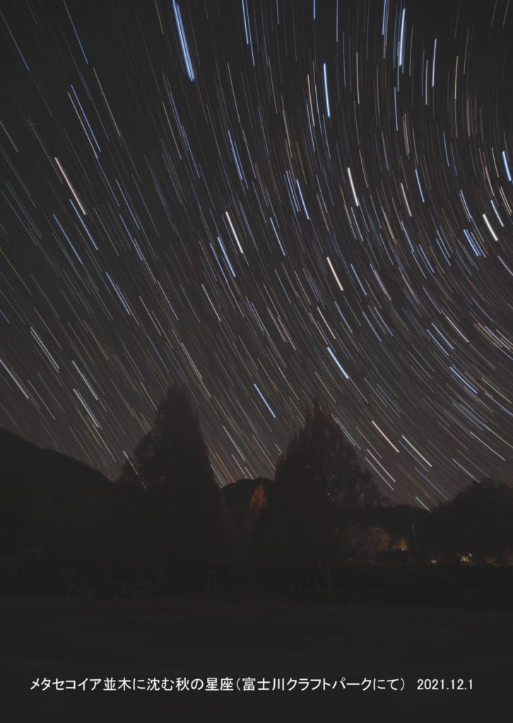 メタセコイア並木に沈む秋の星座