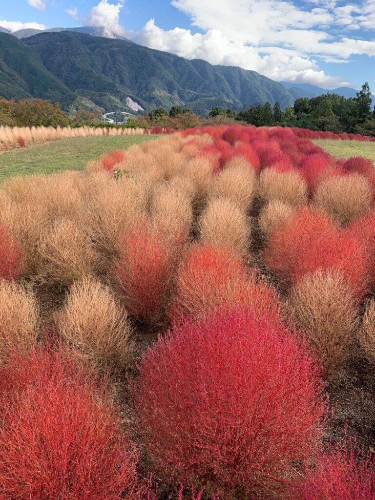 ベージュとえんじ無限の連なり