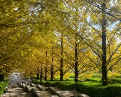 １１月 開花・紅葉情報 11/24