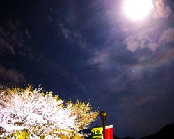月と桜とオリオン