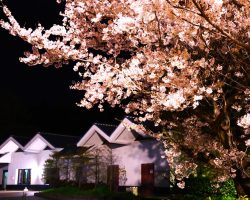 クラパの夜（桜）