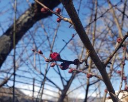 １月開花情報 1/11