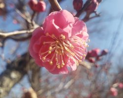 ３月　園内開花情報 3/15