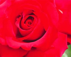 千頭和政彦写真展「富士川クラフトパークの花たち」終了しました
