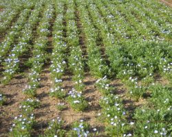 園内開花情報 4/17