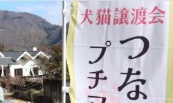 クラフトマルシェ＆繋ぐ肉球マルシェ 出店者募集
