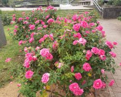 園内開花情報 10/10