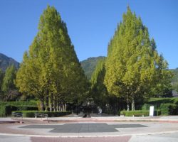 園内開花情報 11/6