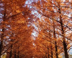 園内開花情報 11/30