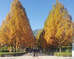 園内開花情報 11/14