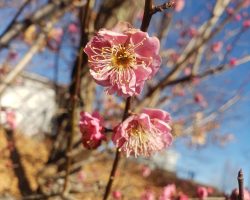 ２月開花情報 2/1