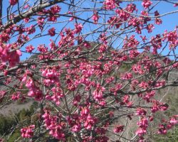 ３月開花情報 3/4