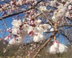 ３月開花情報 3/15