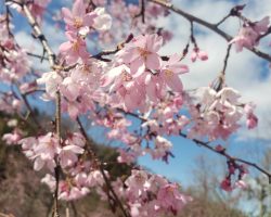 ３月開花情報 3/19