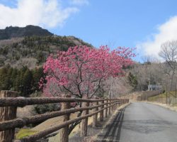 ３月開花情報 3/10